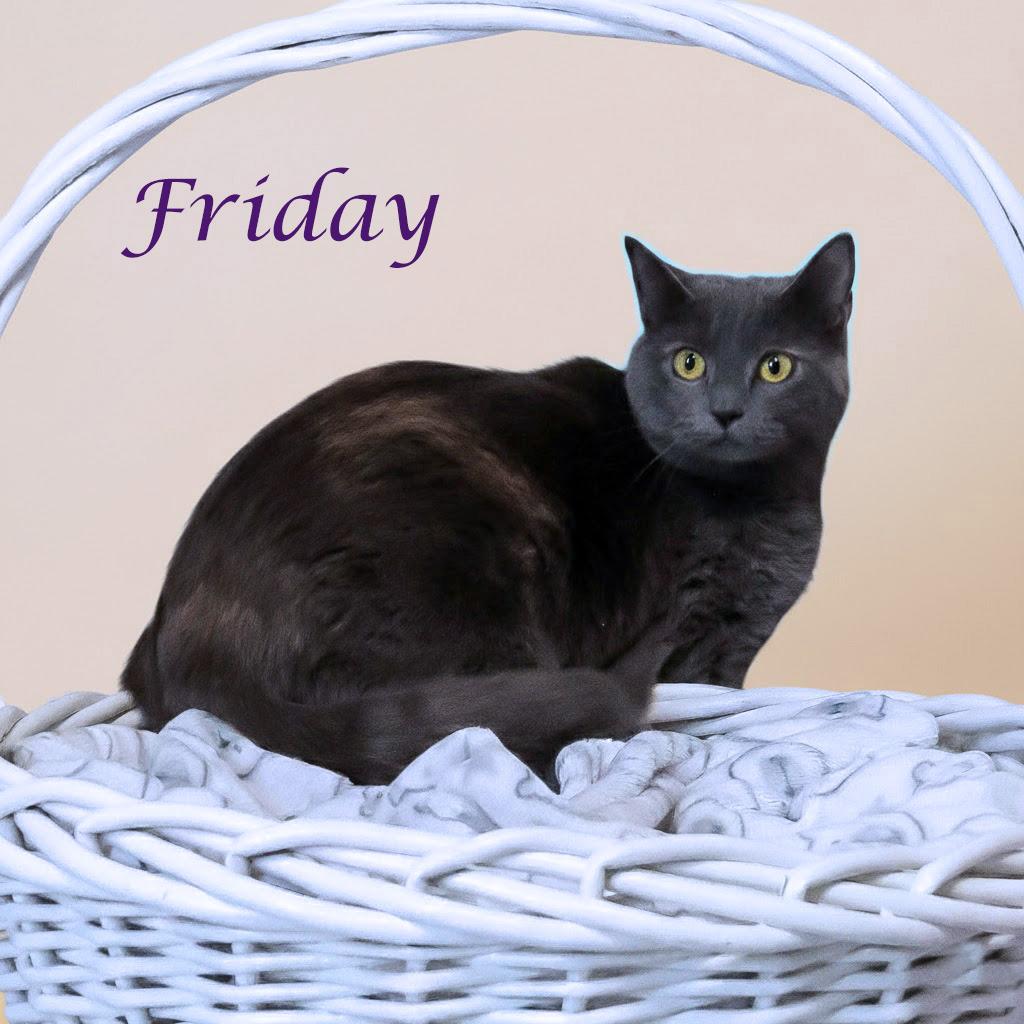 Enlarge Friday C24-268, a Adoptable Domestic Short Hair in Lebanon, TN image 3/6