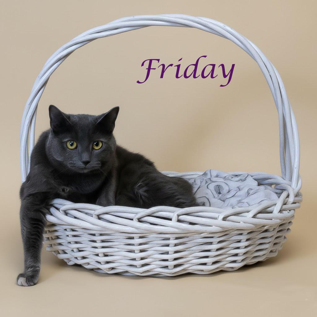 Enlarge Friday C24-268, a Adoptable Domestic Short Hair in Lebanon, TN image 4/6