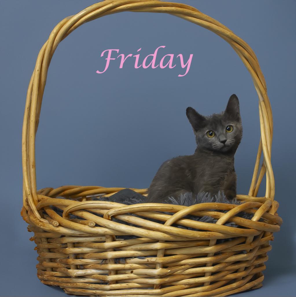 Enlarge Friday C24-268, a Adoptable Domestic Short Hair in Lebanon, TN image 5/6