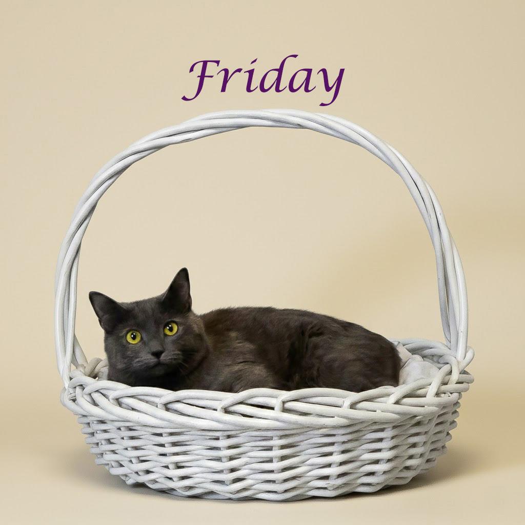 Enlarge Friday C24-268, a Adoptable Domestic Short Hair in Lebanon, TN image 6/6