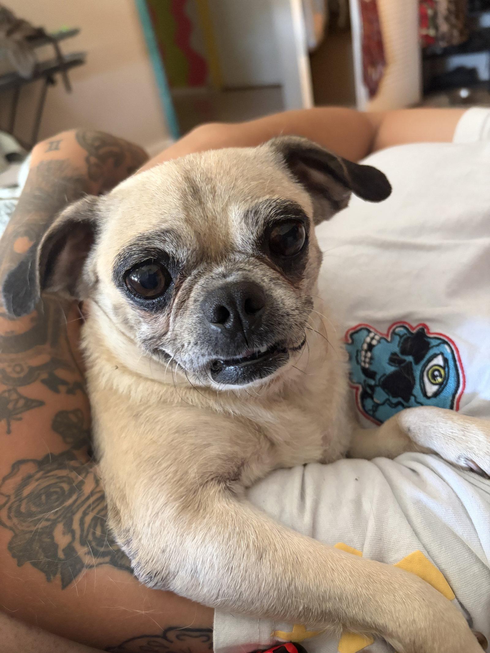 FIONA #4, Adopted, Adult Female Pug & Chihuahua.