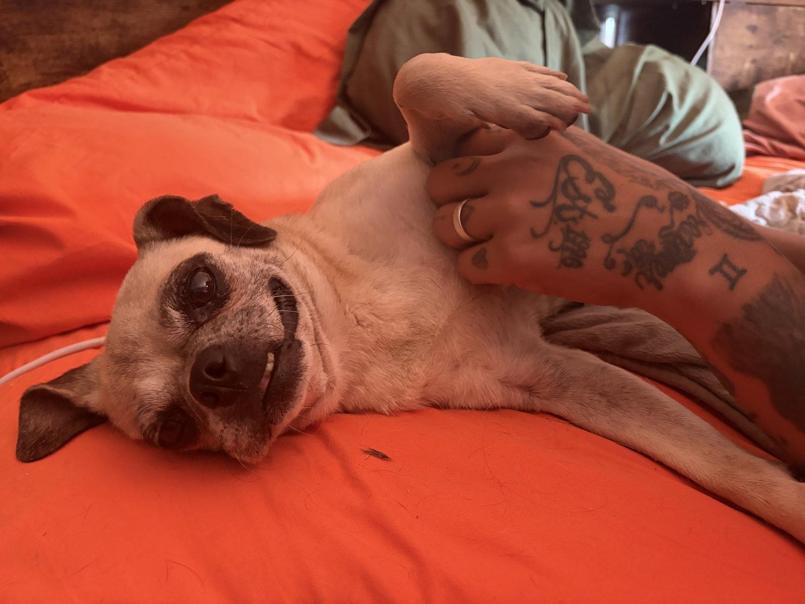 FIONA #4, a Adopted mixed breed in Chandler, AZ image 2/3