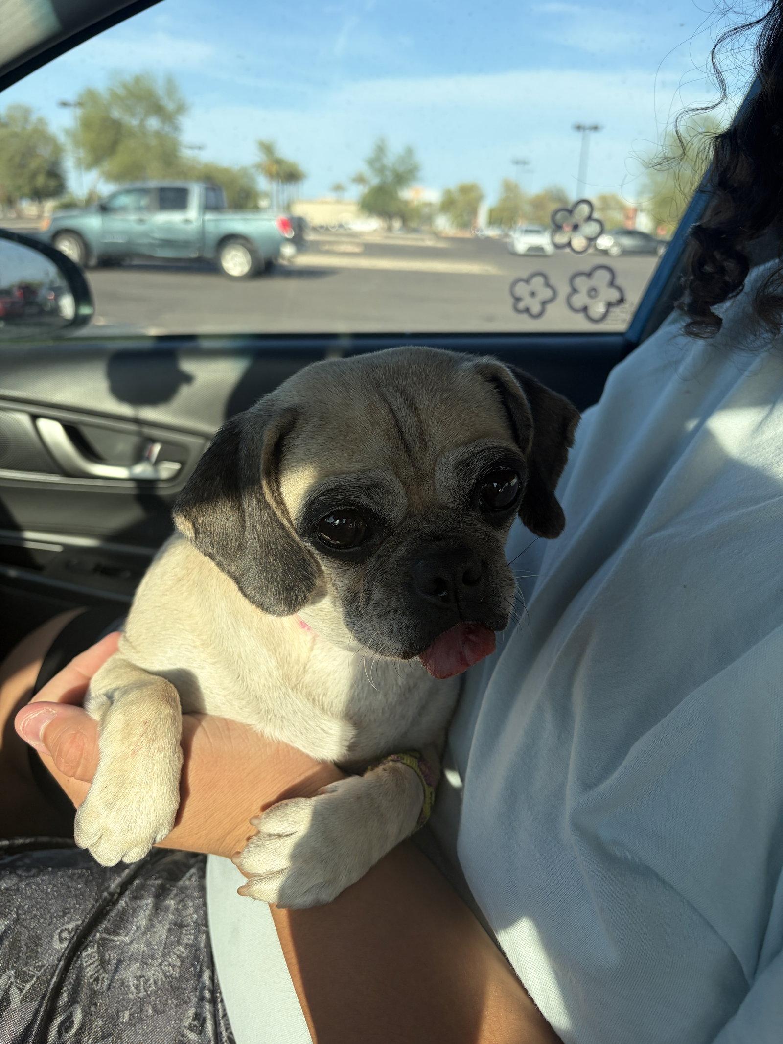 FIONA #4, a Adopted mixed breed in Chandler, AZ image 3/3