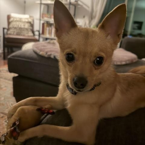 Enlarge Lola, a ADOPTABLE mixed breed in Maitland, FL image 2/3