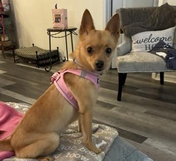 Enlarge Lola, a ADOPTABLE mixed breed in Maitland, FL image 3/3