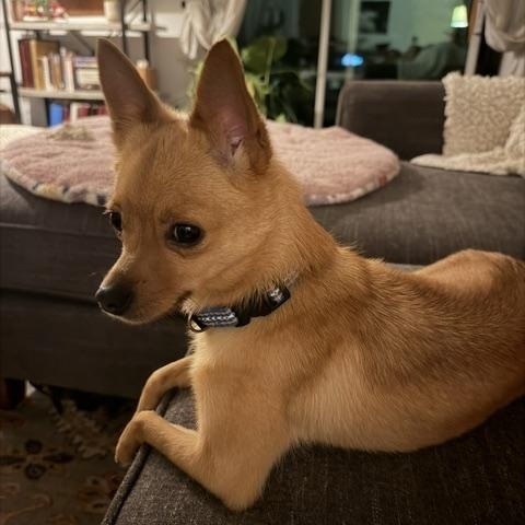 Lola, ADOPTABLE, Adult Female Pomeranian & Chihuahua.