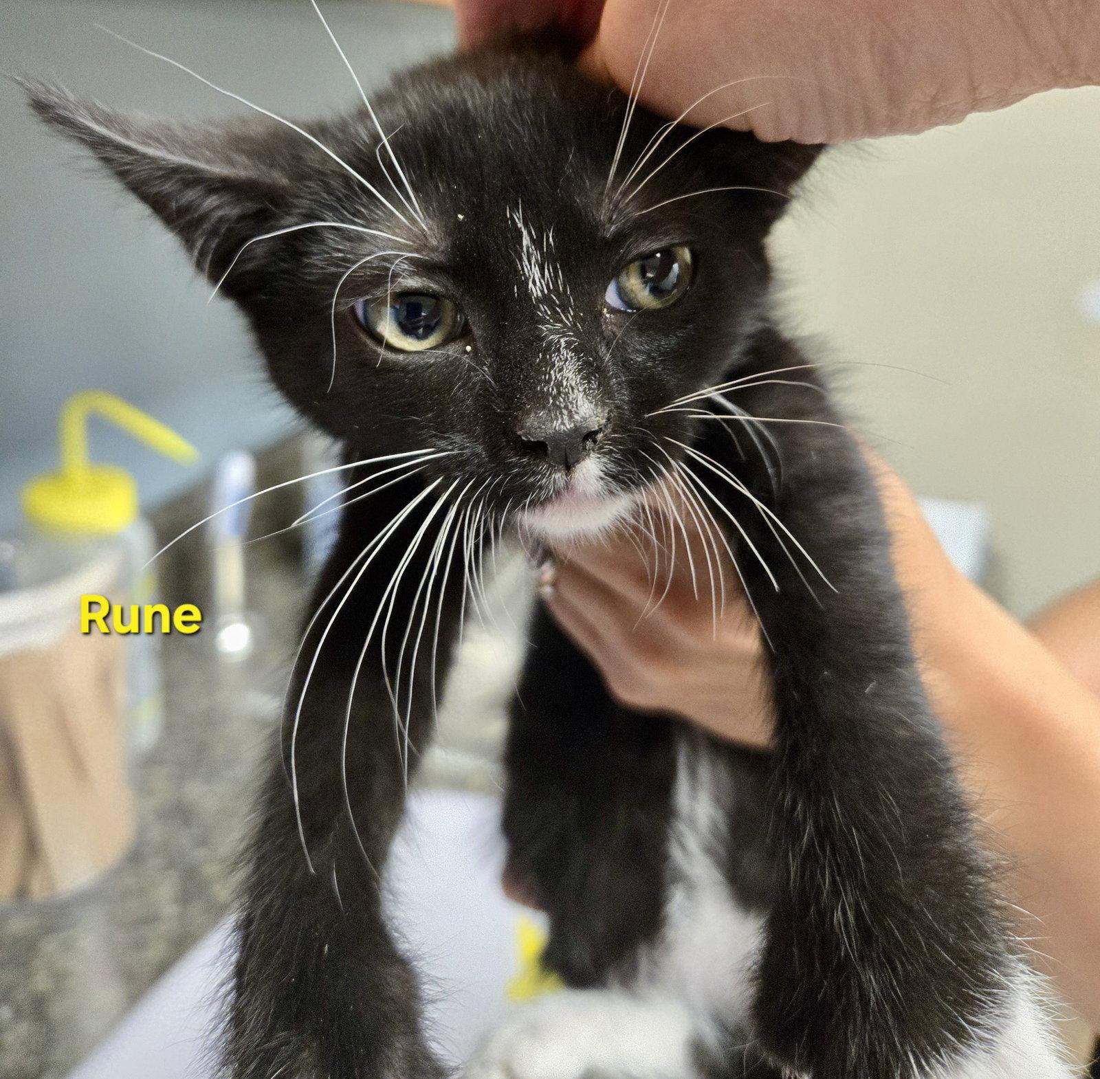Rune, Adoptable, Kitten Female Extra-Toes Cat / Hemingway Polydactyl.