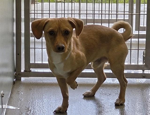 SLINKY , adopted, Puppy Male Dachshund.