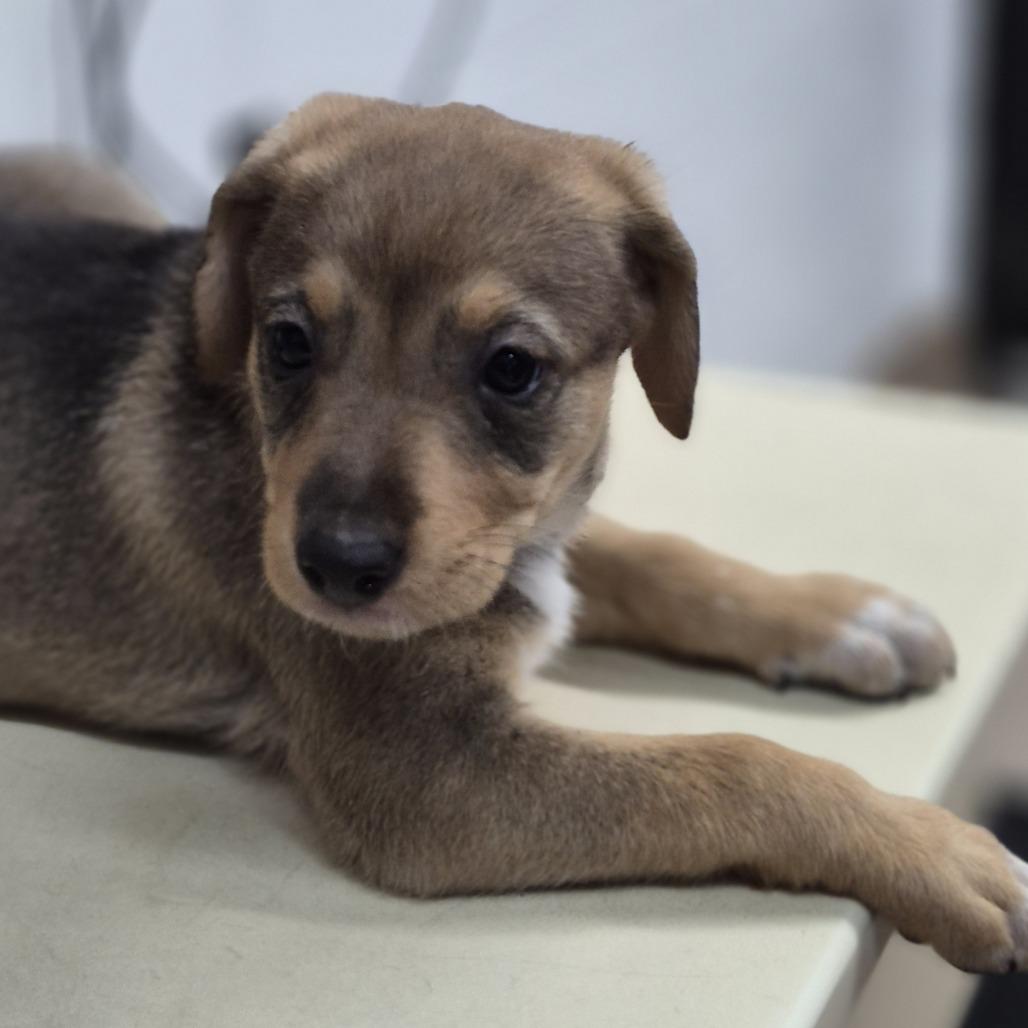 Lila, Adoptable, Puppy Female Mixed Breed.