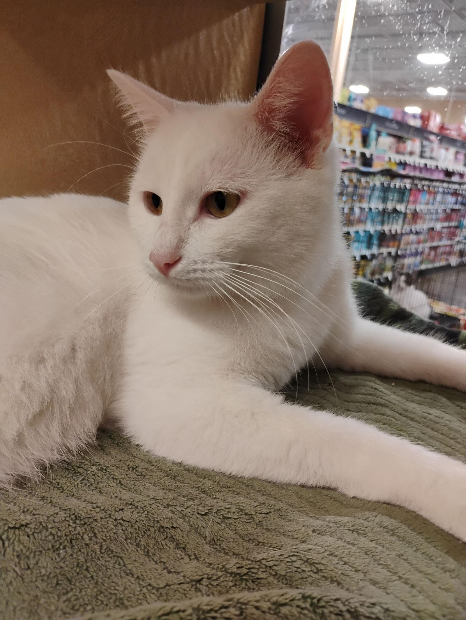 Enlarge Nimbus, a Adopted Domestic Short Hair in Niles, MI image 1/3