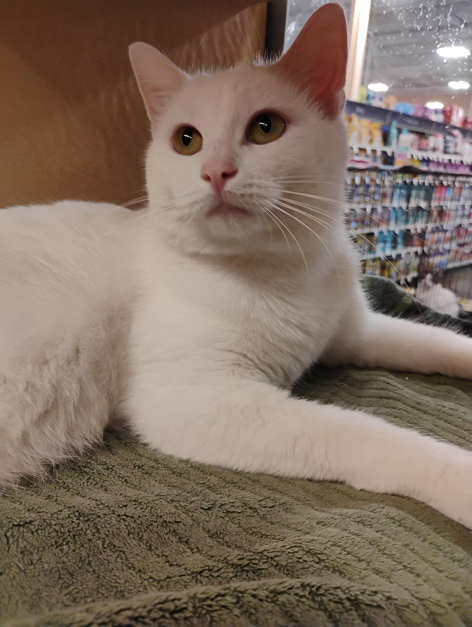 Enlarge Nimbus, a Adopted Domestic Short Hair in Niles, MI image 2/3