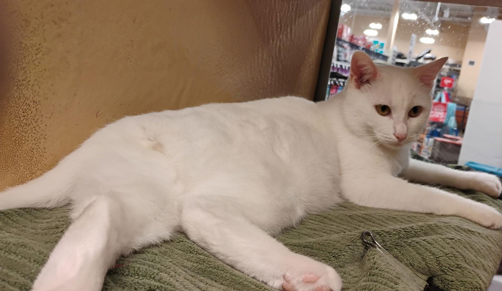 Enlarge Nimbus, a Adopted Domestic Short Hair in Niles, MI image 3/3