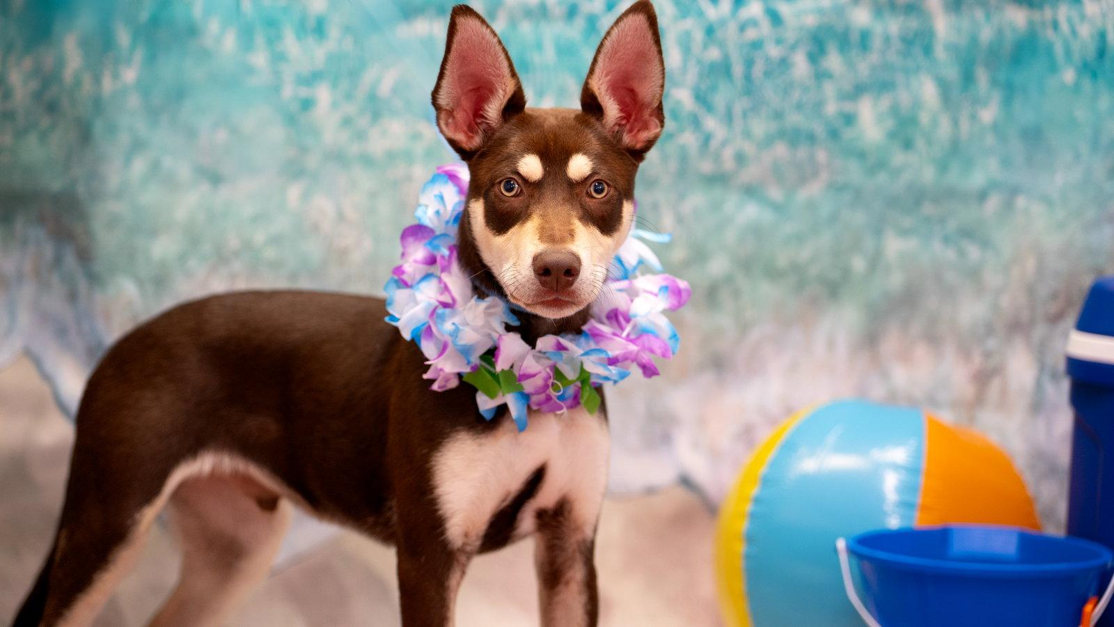 Anthony, Adoptable, Puppy Male Husky & Australian Kelpie.