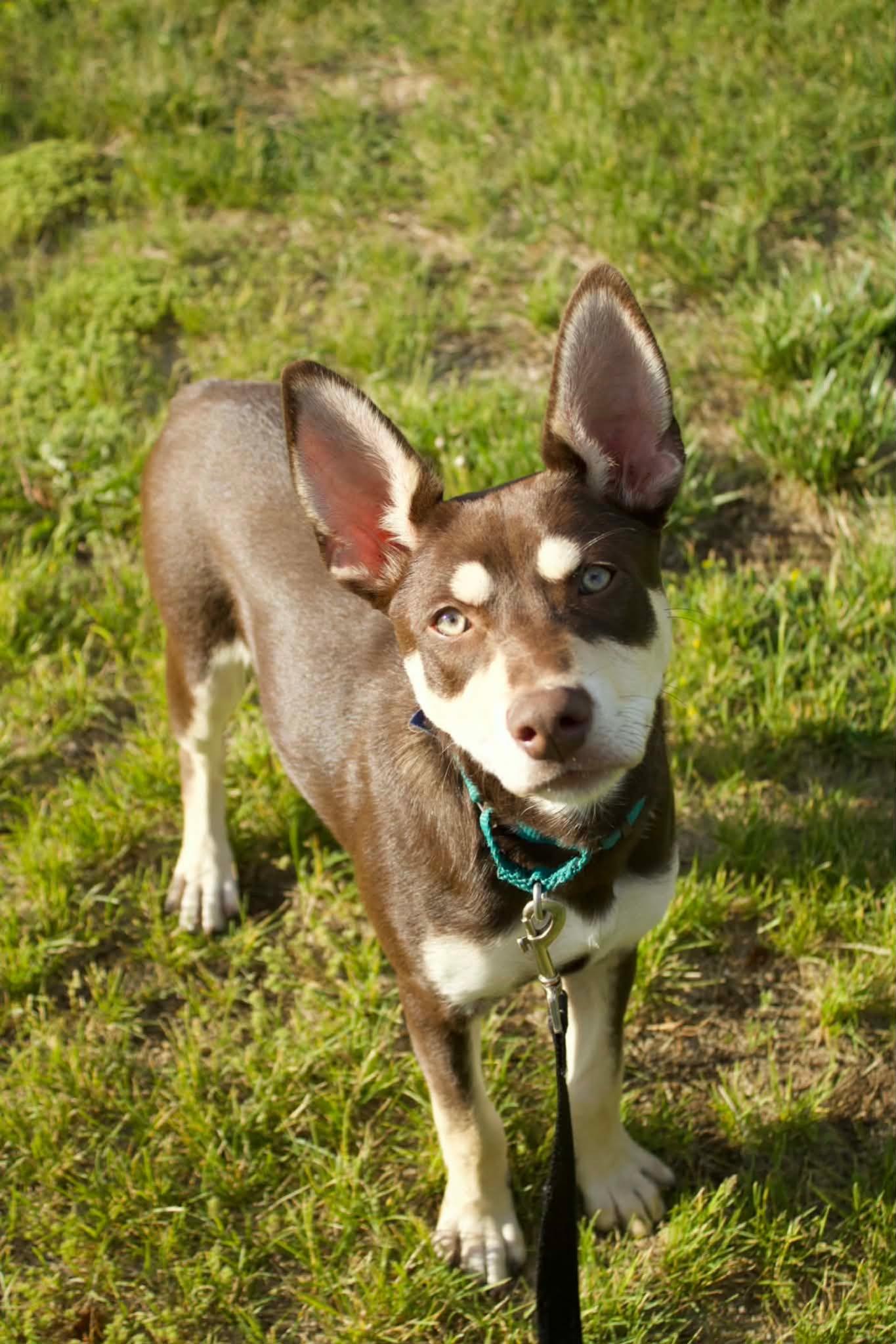 Enlarge Anthony, a Adoptable mixed breed in Pottstown, PA image 3/3