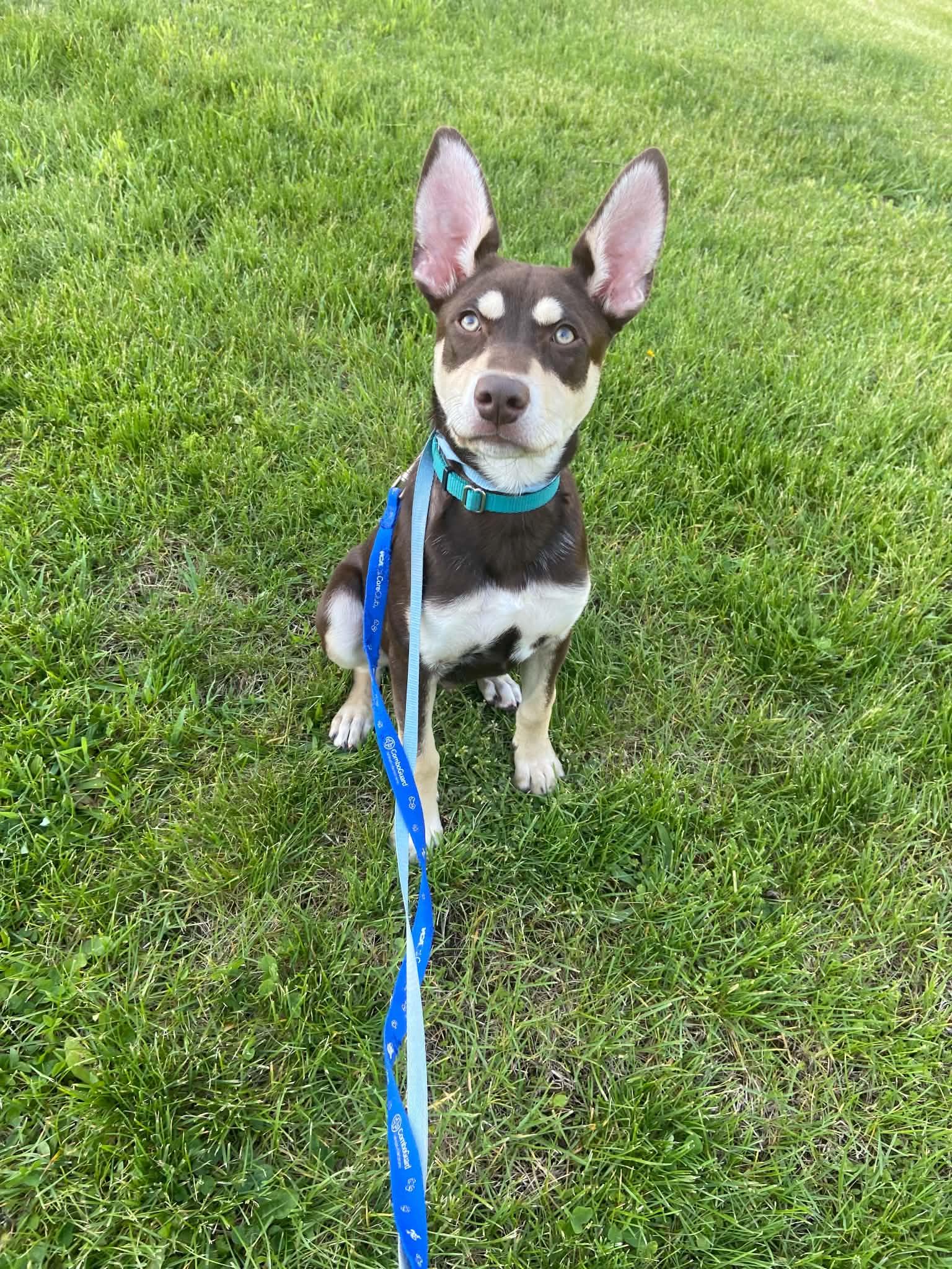 Anthony, a Adoptable mixed breed in Pottstown, PA image 3/3