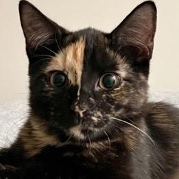 Moon (and Sunny): adoption pending, Adoptable, Kitten Female Domestic Short Hair.