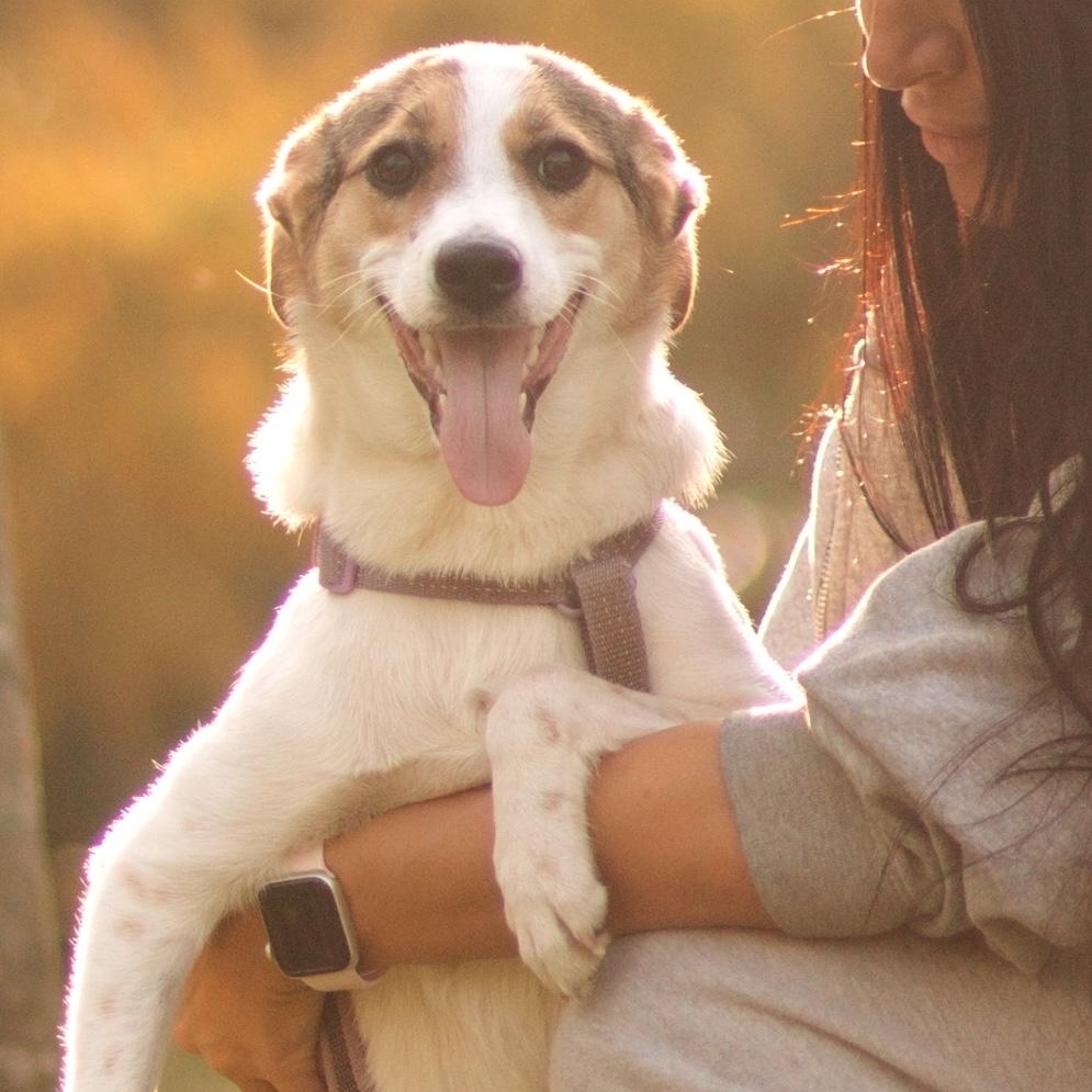 Enlarge Cassie, a ADOPTABLE mixed breed in Morristown, NJ image 3/6