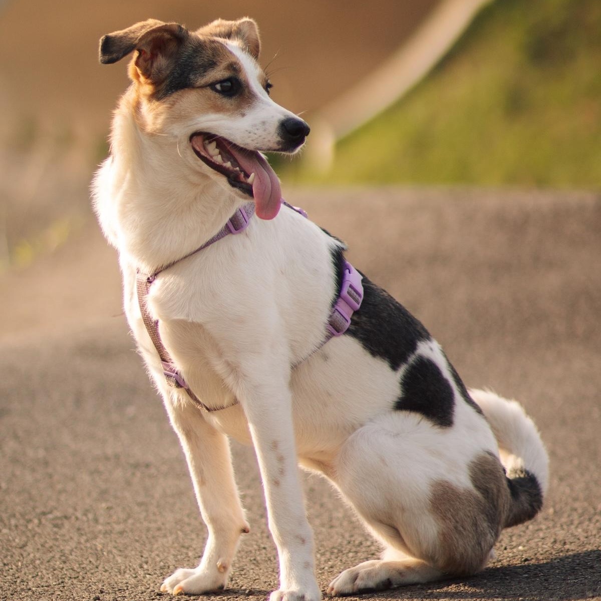 Enlarge Cassie, a ADOPTABLE mixed breed in Morristown, NJ image 2/6