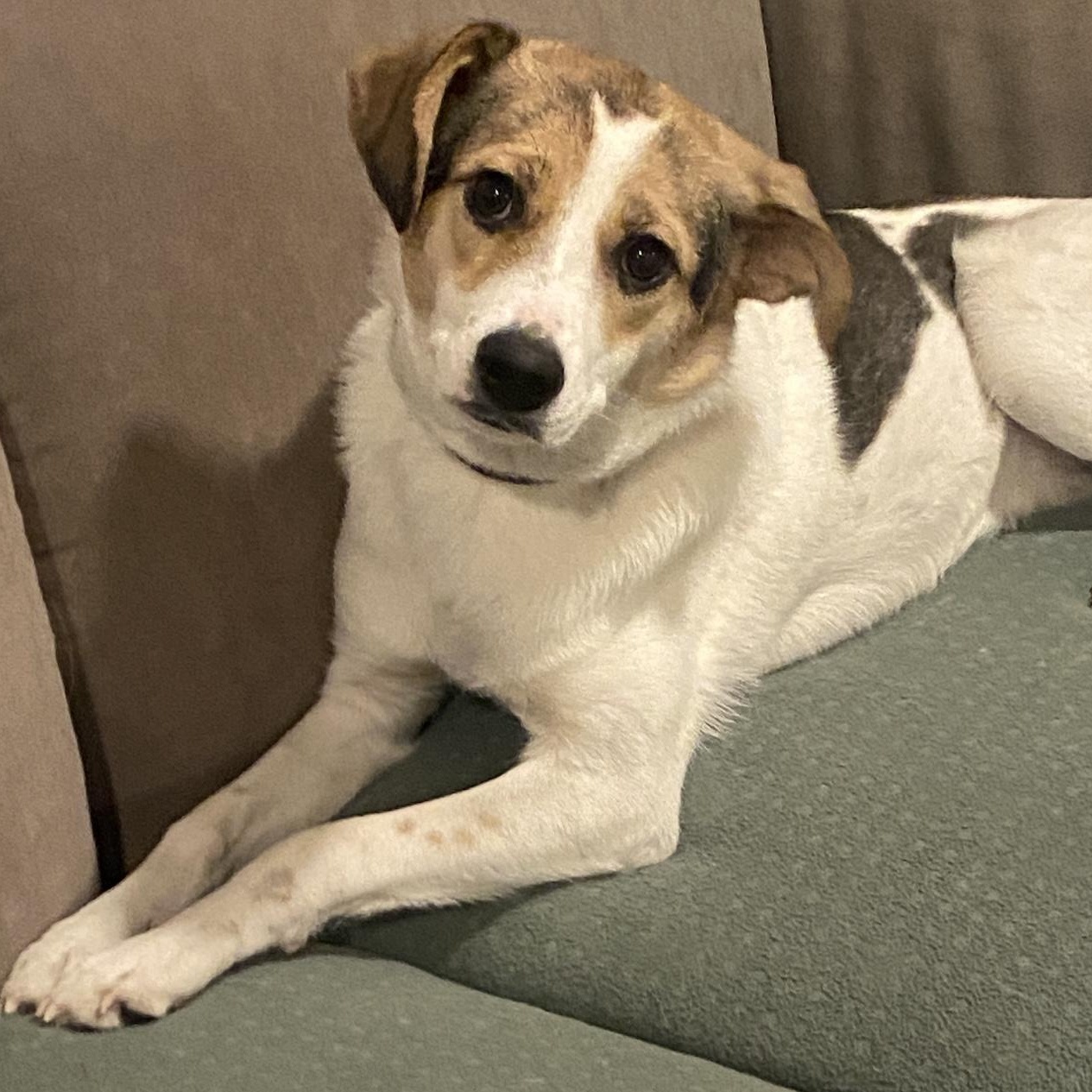 Enlarge Cassie, a ADOPTABLE mixed breed in Morristown, NJ image 1/6