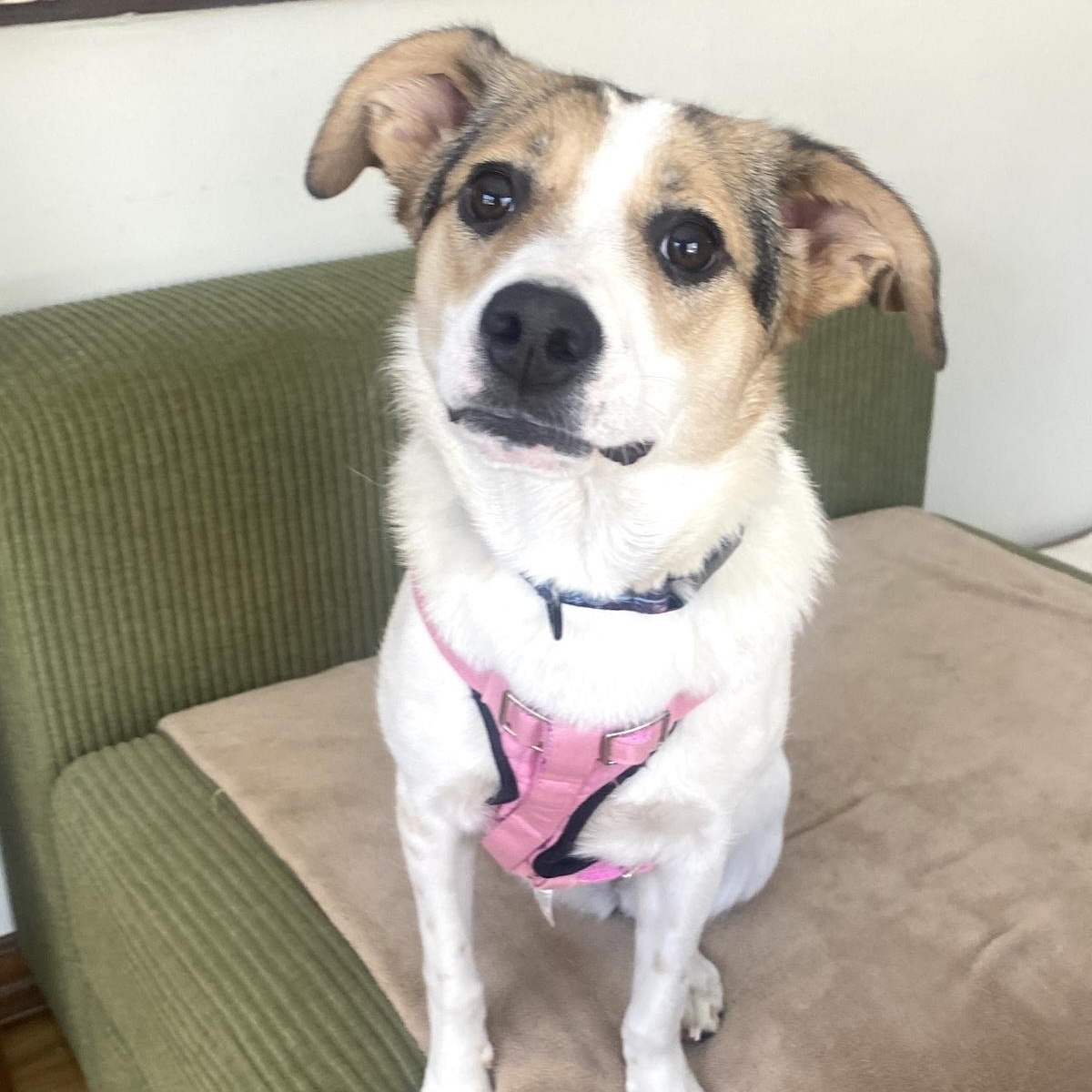 Cassie, a ADOPTABLE mixed breed in Morristown, NJ image 1/6