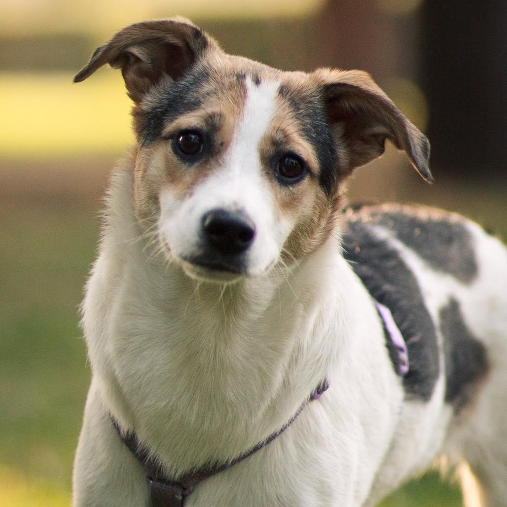 Enlarge Cassie, a ADOPTABLE mixed breed in Morristown, NJ image 4/6