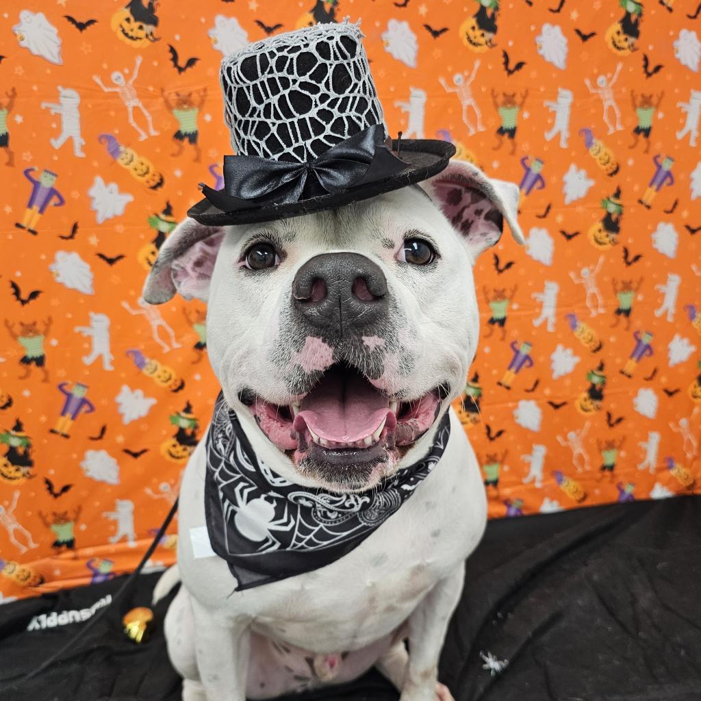 Deano, a Adoptable mixed breed in Easton, PA image 1/6