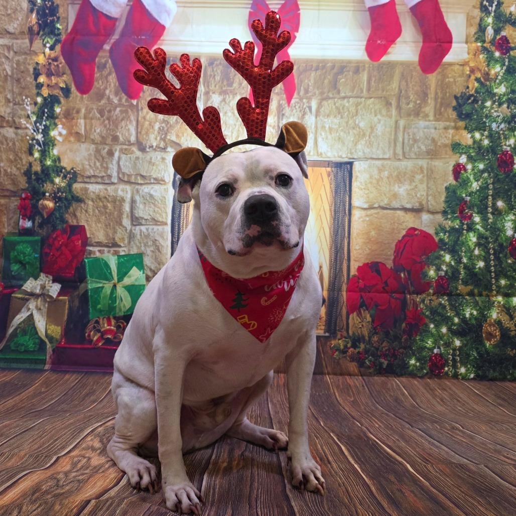 Deano, a Adoptable mixed breed in Easton, PA image 2/6