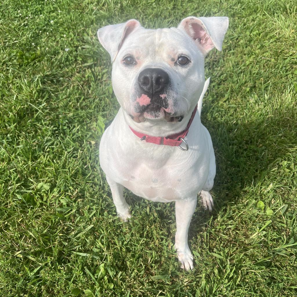 Deano, a Adoptable mixed breed in Easton, PA image 3/6