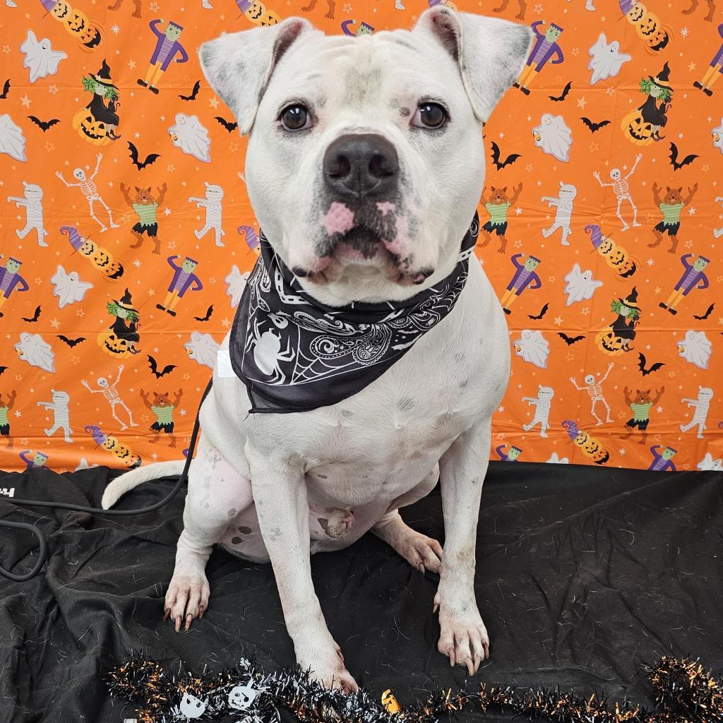 Deano, a Adoptable mixed breed in Easton, PA image 4/6