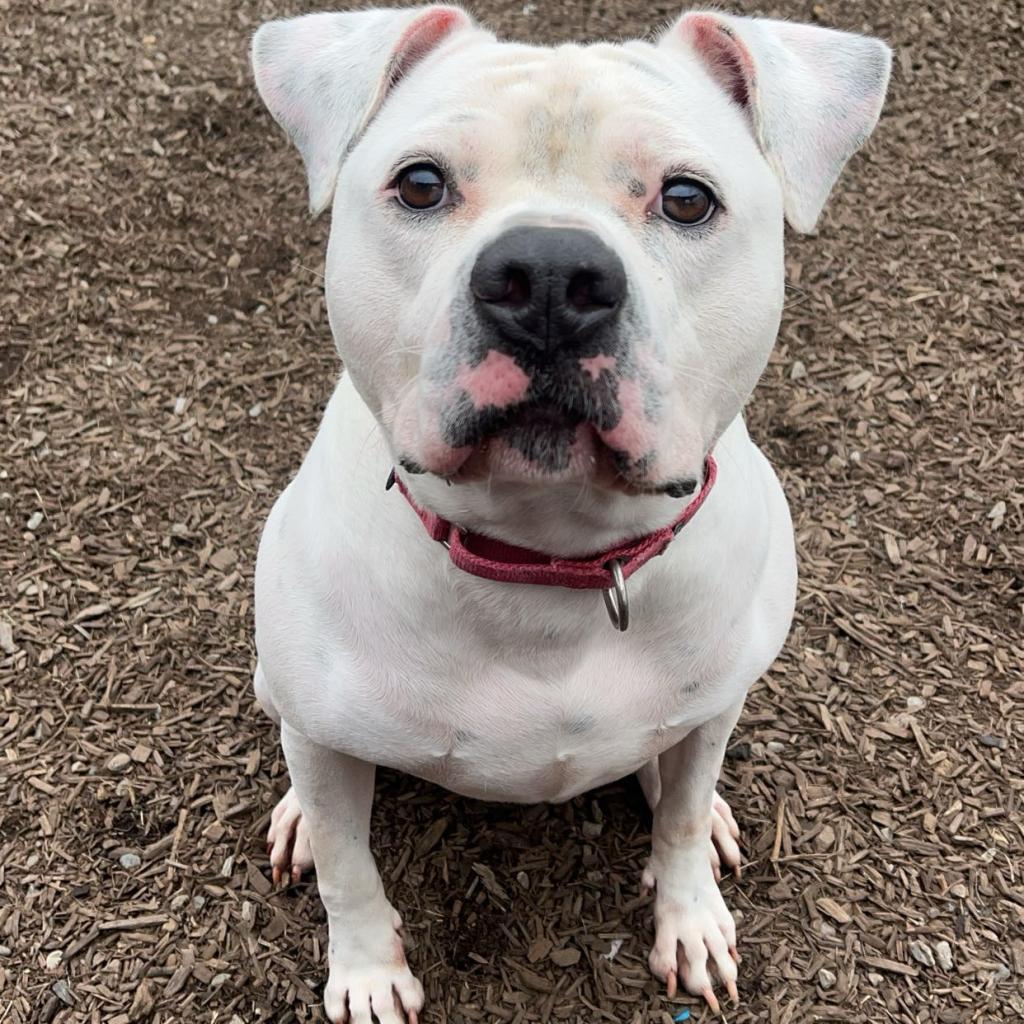 Deano, a Adoptable mixed breed in Easton, PA image 5/6