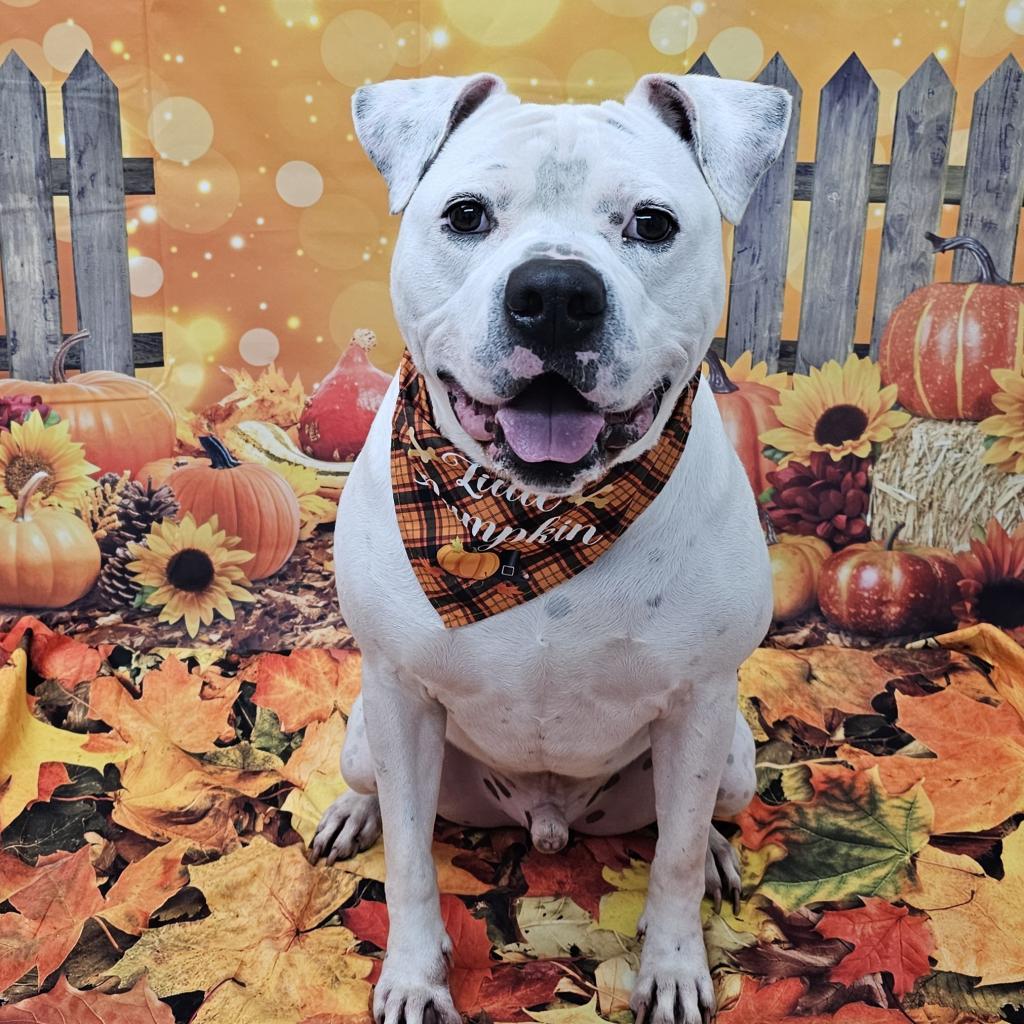 Deano, a Adoptable mixed breed in Easton, PA image 6/6