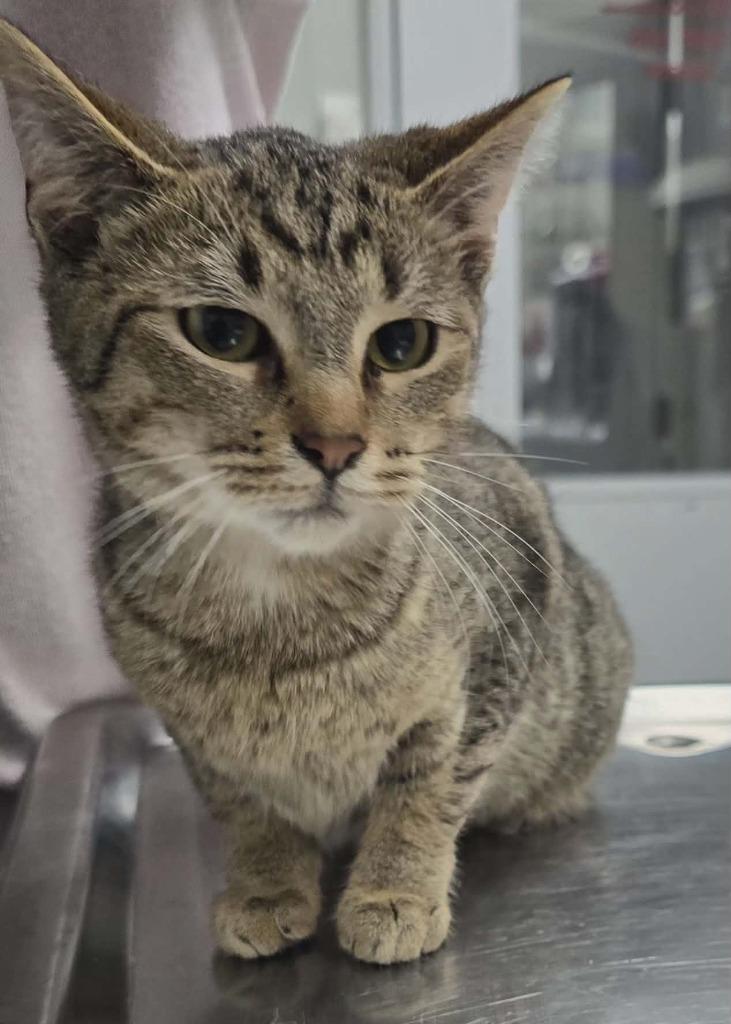 Nala, Adoptable, Young Female Domestic Short Hair.