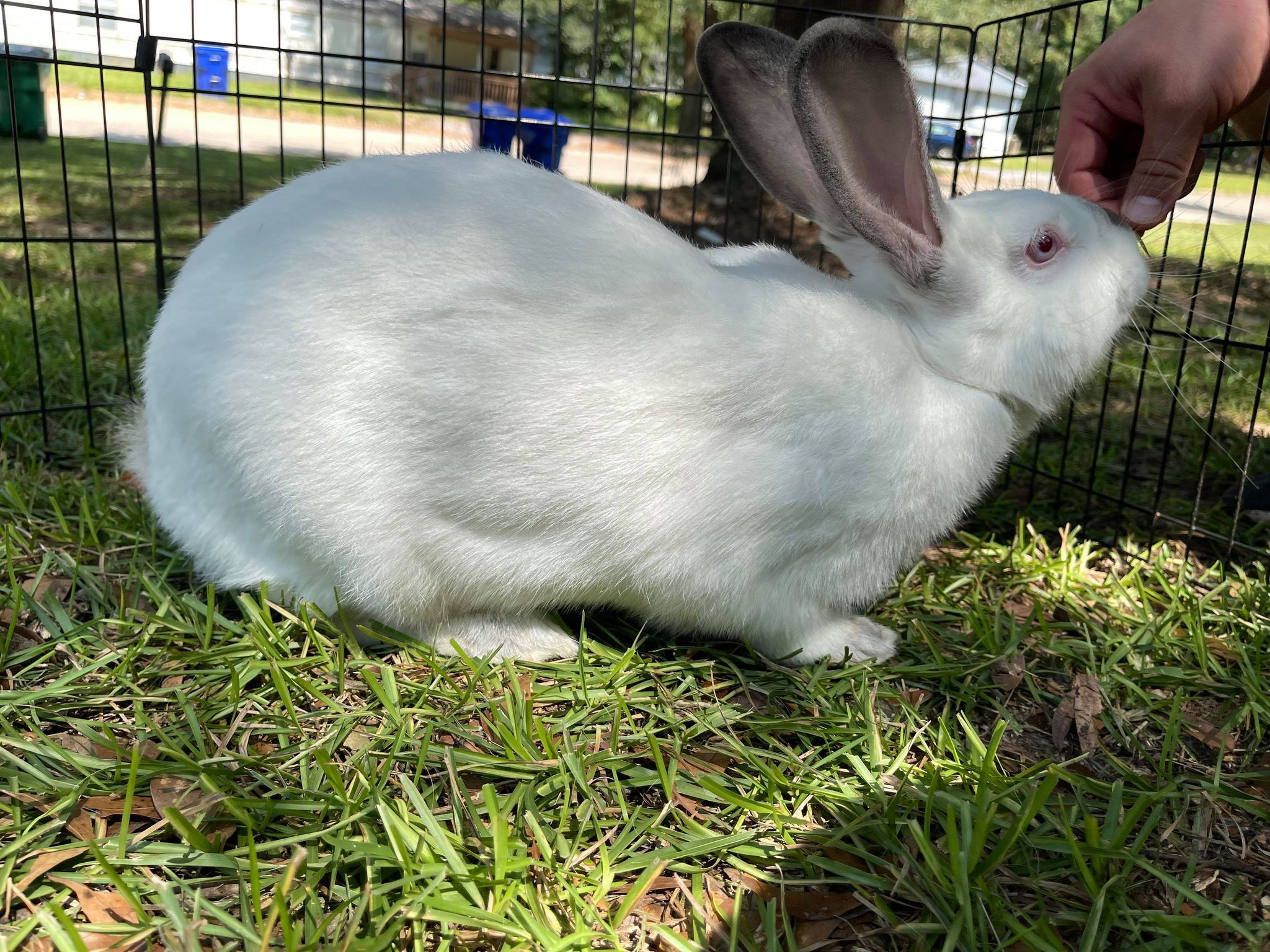Snickers, a Adoptable New Zealand in Troy, AL image 1/2