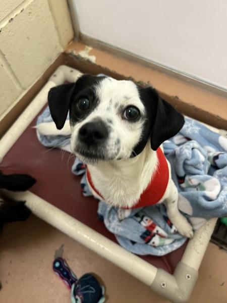 Cody, Adoptable, Young Male Chihuahua.