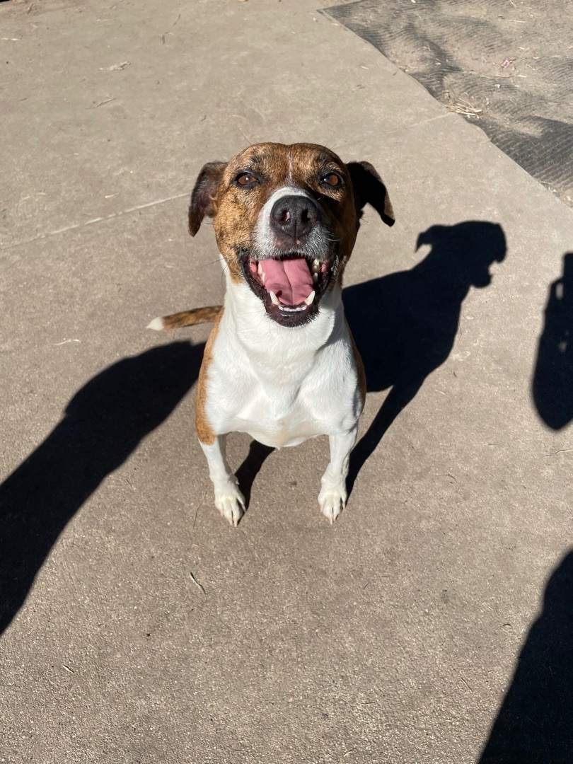 Pearl, a Adoptable mixed breed in Grand Island, NE image 2/6