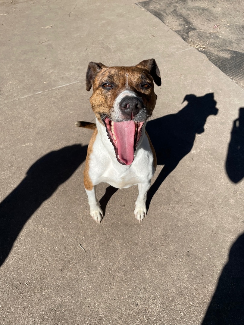 Pearl, an adoptable Mixed Breed in Grand Island, NE, 68801 | Photo Image 5