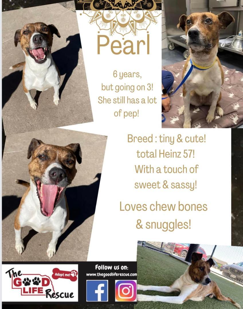 Pearl, a Adoptable mixed breed in Grand Island, NE image 4/6