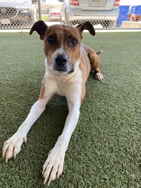 Pearl, an adoptable Mixed Breed in Grand Island, NE, 68801 | Photo Image 6