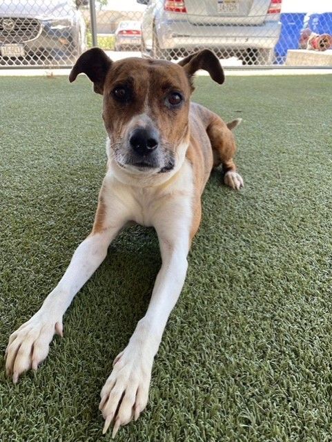 Pearl, an adoptable Mixed Breed in Grand Island, NE, 68801 | Photo Image 1