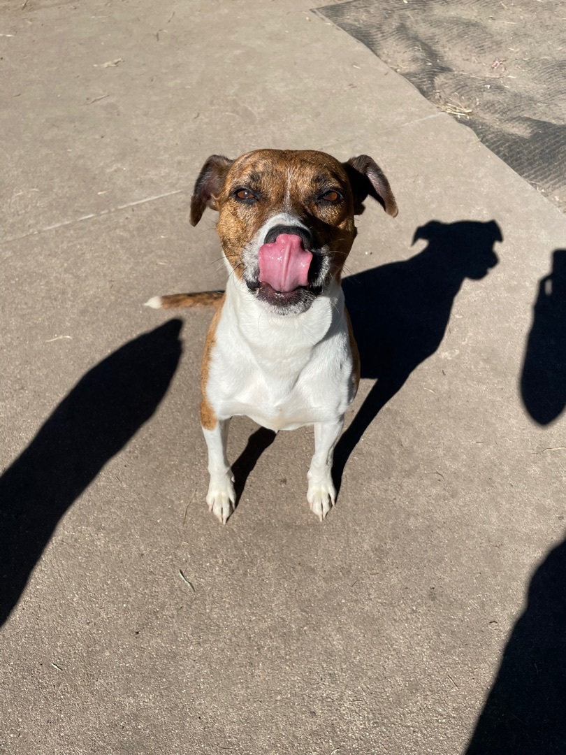 Pearl, a Adoptable mixed breed in Grand Island, NE image 6/6