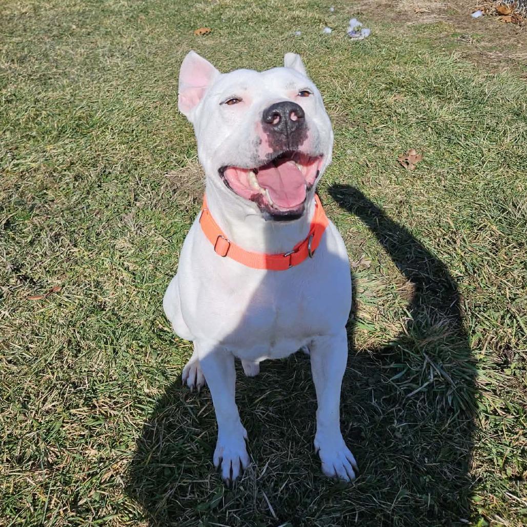 Enlarge Vernell, a Adoptable mixed breed in Bristol, IN image 1/6