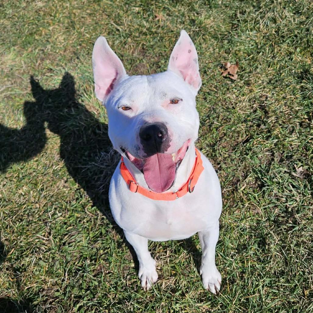 Enlarge Vernell, a Adoptable mixed breed in Bristol, IN image 2/6