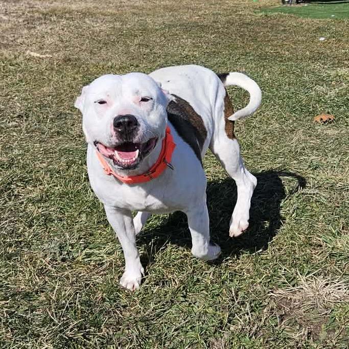 Enlarge Vernell, a Adoptable mixed breed in Bristol, IN image 3/6