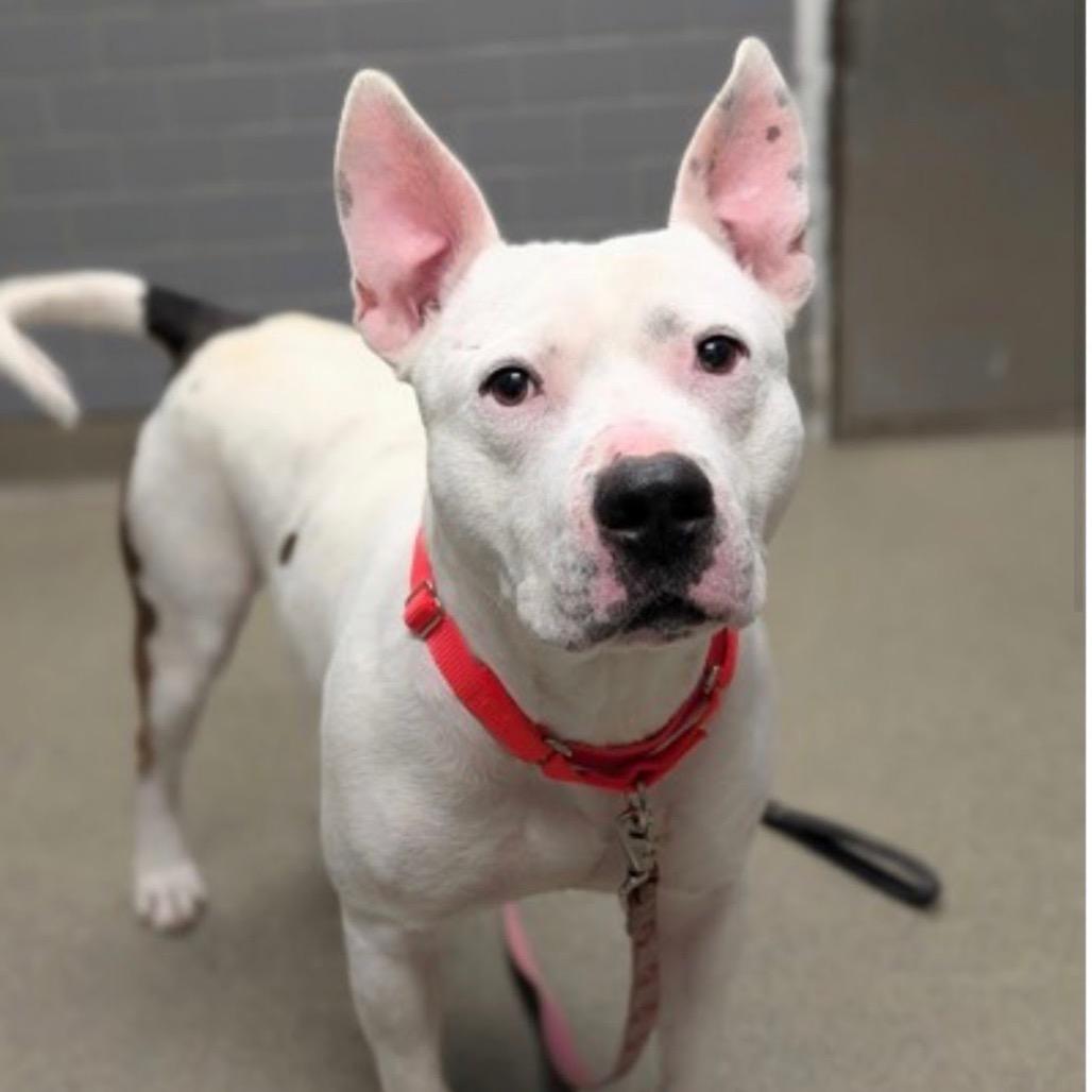 Enlarge Vernell, a Adoptable mixed breed in Bristol, IN image 4/6