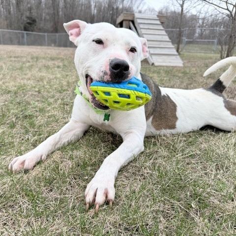 Enlarge Vernell, a Adoptable mixed breed in Bristol, IN image 5/6