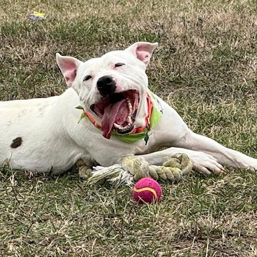 Enlarge Vernell, a Adoptable mixed breed in Bristol, IN image 5/6