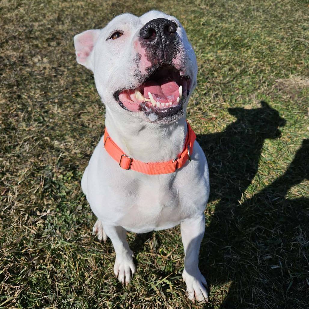 Enlarge Vernell, a Adoptable mixed breed in Bristol, IN image 6/6