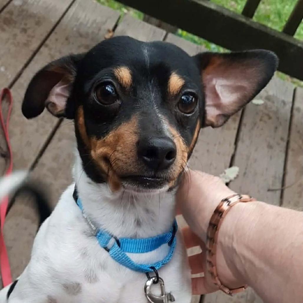 Enlarge Lefty, a Adoptable mixed breed in Olathe, KS image 1/6