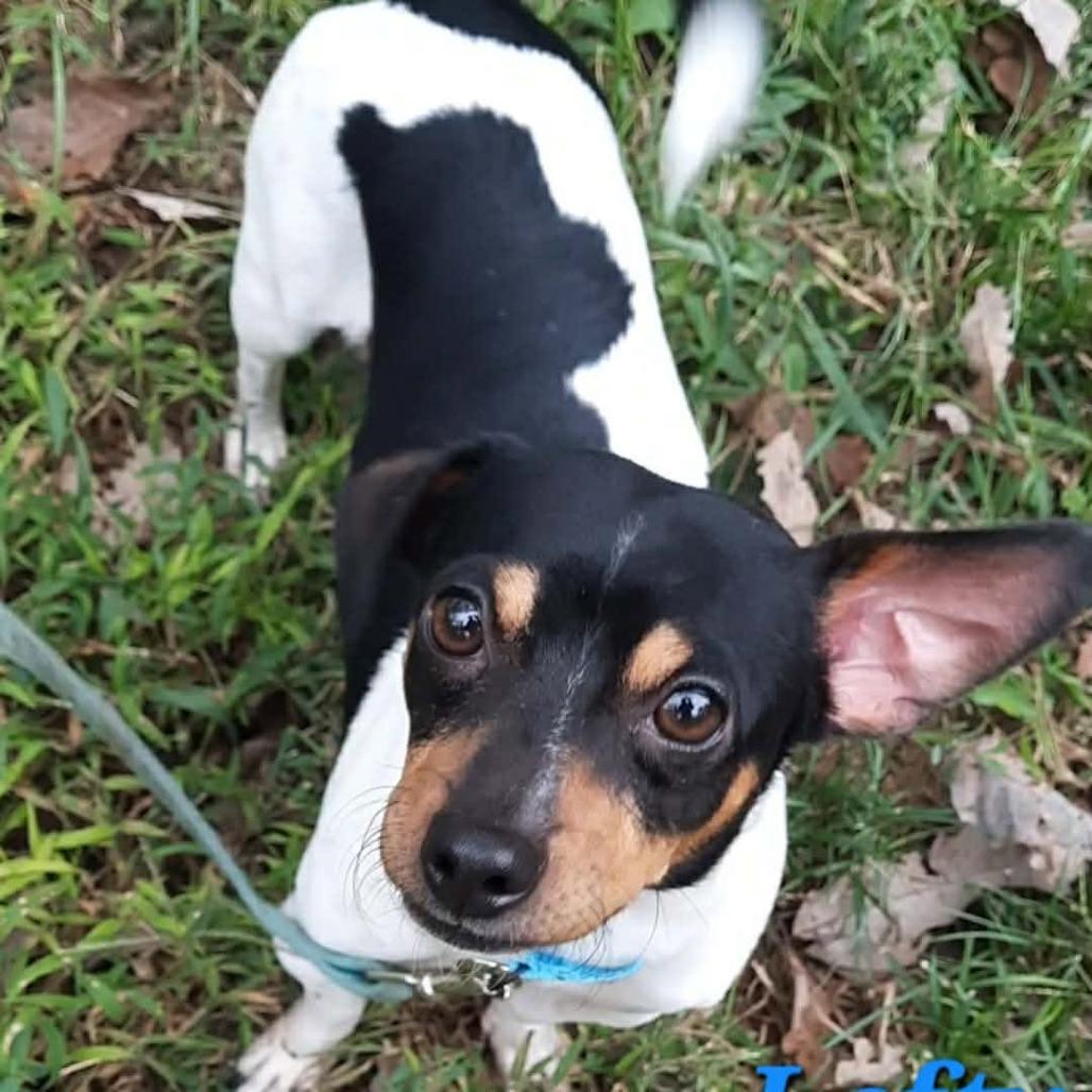 Enlarge Lefty, a Adoptable mixed breed in Olathe, KS image 2/6