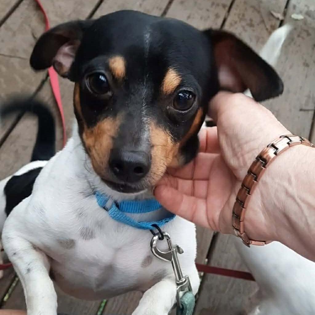 Enlarge Lefty, a Adoptable mixed breed in Olathe, KS image 3/6